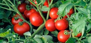Funkcie technológie metódy Terekhin na pestovanie paradajok