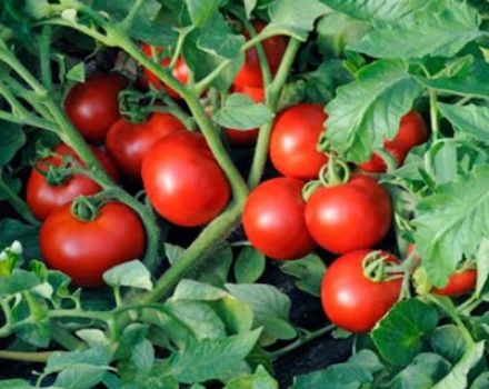 Funkce technologie Terekhin pro pěstování rajčat