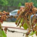 Jak léčit třešně ze škůdců na jaře a na podzim, metody kontroly a ochrany