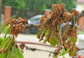 Hvordan man behandler kirsebær fra skadedyr i foråret og efteråret, metoder til kontrol og beskyttelse