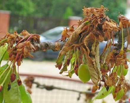 วิธีการรักษาเชอร์รี่จากศัตรูพืชในฤดูใบไม้ผลิและฤดูใบไม้ร่วงวิธีการควบคุมและการป้องกัน