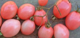 Beschrijving van de tomatenvariëteit Tais en zijn kenmerken