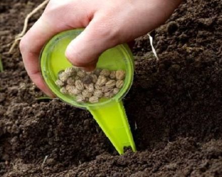 Wie und wann man Erbsen mit Samen auf offenem Boden richtig pflanzt