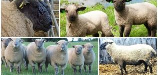 Descripción y características de las ovejas de Hampshire, reglas de mantenimiento.