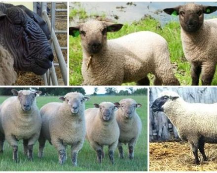 Description et caractéristiques des moutons Hampshire, règles d'élevage