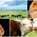 Příčiny a příznaky hypofunkce vaječníků u krav, léčebný režim