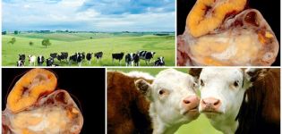 Govju olnīcu hipofunkcijas cēloņi un simptomi, ārstēšanas shēma