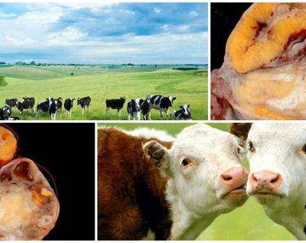 Causas y síntomas de la hipofunción ovárica en vacas, régimen de tratamiento