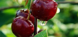 Descrizione e caratteristiche delle varietà di ciliegie Novodvorskaya, caratteristiche di semina e cura