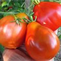 Eigenschaften und Beschreibung der Tomatensorte Japanischer Trüffel, ihrer Sorten und Erträge