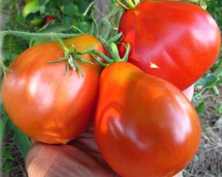 Charakteristiky a opis odrody paradajok Japonská hľuzovka, jej odrody a výnos