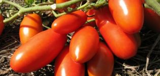Descripción de la variedad de tomate Winner y sus características