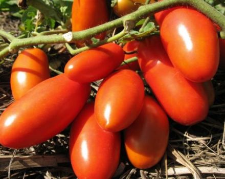 Beschrijving van de tomatensoort Winnaar en zijn kenmerken