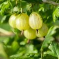 Paglalarawan ng mga varieties ng Finnish gooseberry varieties, paglilinang at pagpaparami