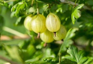 Description of varieties of Finnish gooseberry varieties, cultivation and reproduction