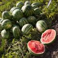 Az astrahani görögdinnye termesztésének jellemzői, az egyszeri érés és a fajták megkülönböztetése