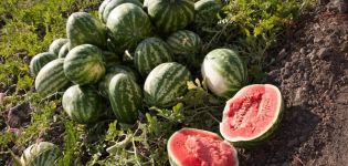 Funktioner ved voksende Astrakhan vandmeloner, korda modning og hvordan man kan skelne mellem sorter
