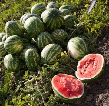 Funktioner ved voksende Astrakhan vandmeloner, korda modning og hvordan man kan skelne mellem sorter