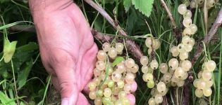 Description of the best varieties of white currants, planting, growing and care