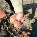 Opis sorte krumpira Zhuravinka, uzgoj i prinos