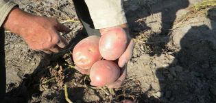 Beschreibung der Kartoffelsorte Zhuravinka, Anbau und Ertrag