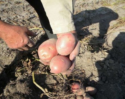 Popis odrůdy brambor Zhuravinka, pěstování a výnos