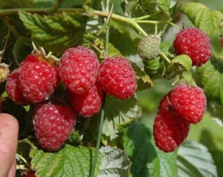 Ang pinakamahusay na mga varieties ng malaki, matamis at remontant raspberry para sa Siberia na may isang paglalarawan