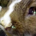 Objawy pasterelozy u królików, metody leczenia i metody zapobiegania