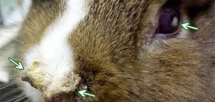 Sintomi di pasturellosi nei conigli, metodi di trattamento e metodi di prevenzione