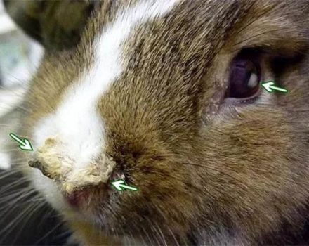 Símptomes de pastorellosi en conills, mètodes de tractament i mètodes de prevenció