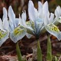 Descripció de les millors varietats d’iris de malla, plantació, cultiu i cura
