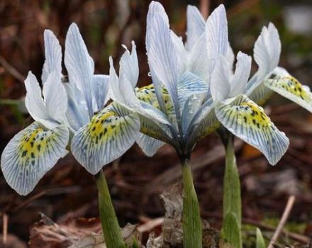 Description des meilleures variétés d'iris en filet, plantation, culture et entretien