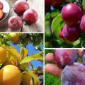 Beneficis i perjudicis de les prunes per a la salut del cos humà, contraindicacions i propietats