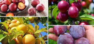 The benefits and harms of plums for the health of the human body, contraindications and properties