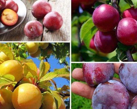 Les avantages et les inconvénients des prunes pour la santé du corps humain, contre-indications et propriétés