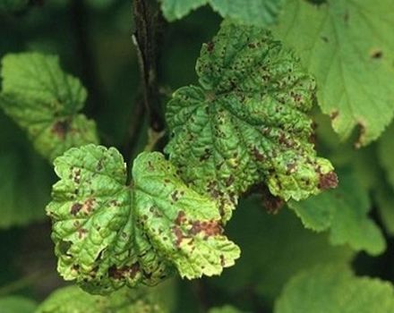 What to do if red spots appear on currant leaves, the best remedies to fight