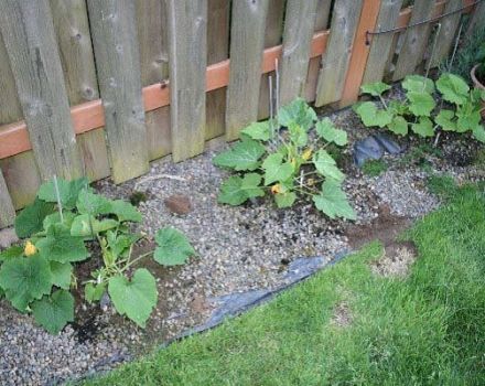 Come coltivare e prendersi cura correttamente delle zucchine in campo aperto
