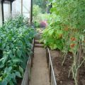 Is it possible to plant peppers together or next to tomatoes in the same greenhouse or open field
