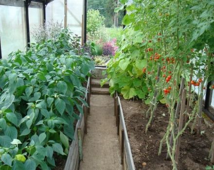 Có thể trồng ớt cùng nhau hoặc cạnh cà chua trong cùng một nhà kính hoặc ruộng trống không