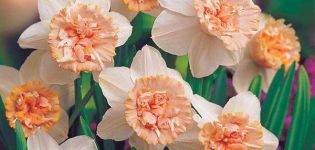 Description and characteristics of Rosie Cloud daffodils, cultivation technology and care