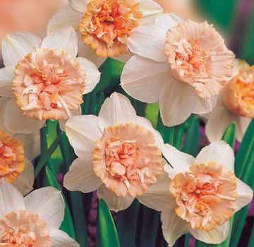 Paglalarawan at katangian ng Rosy Cloud daffodils, teknolohiya ng paglilinang at pangangalaga