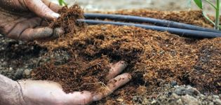 Quins fertilitzants per alimentar els tomàquets després de la plantació en terreny obert