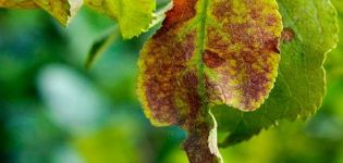 De ce frunzele de prune se ondulează, ce să facem și cum să le prelucrăm