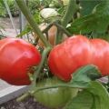 תיאור של עגבניה ורודה בקינוח, תכונות טיפוח וביקורות