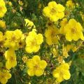 Description of Potentilla varieties Goldfinger, planting and care rules