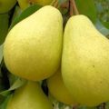 The best pear varieties for central Russia with a description