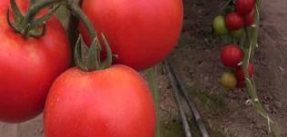 Rally tomātu šķirnes raksturojums, raža