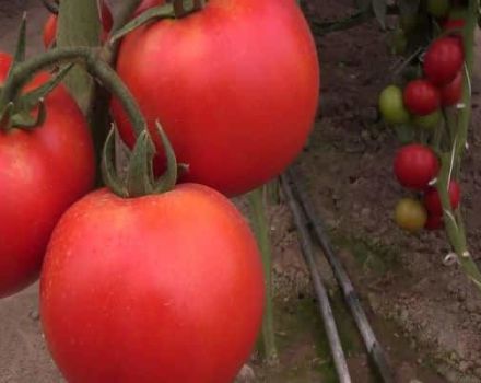 Characteristics of the Rally tomato variety, its yield