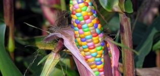 Popis odrůd vícebarevné kukuřice, její použití