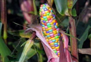 Description of varieties of multi-colored corn, its use